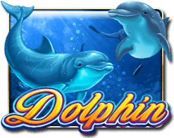 Dolphin